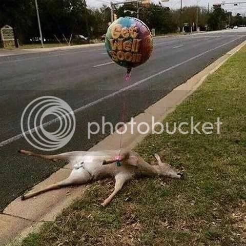 deaddeer.jpg