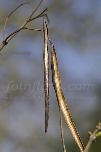 catalpa_speciosa_empty_seed_pods_dp4589.jpg