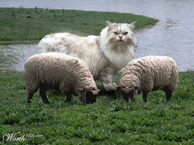 giant%2Bcat%2Bsheep%282%29.jpg