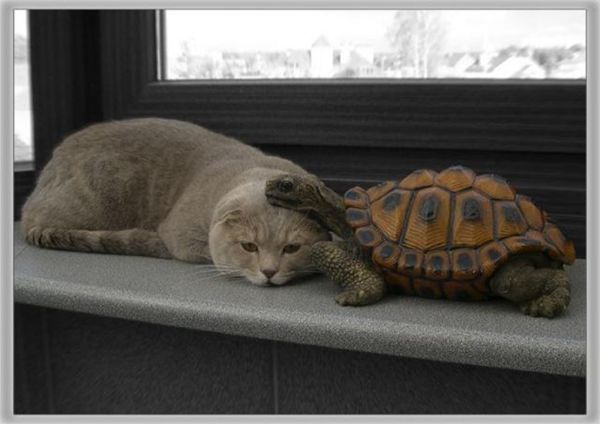 cat-cat-and-turtle-love-turtle-Favim.com-571034.jpg