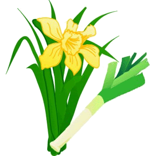 leek-daffodil-left.gif