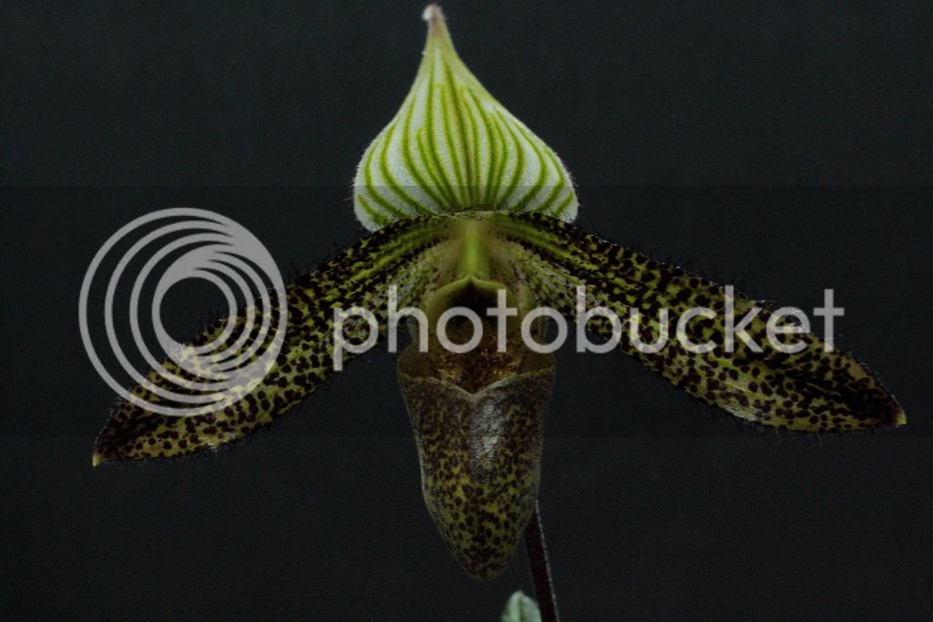 Paph%20wardii%202_zpsiljsfusk.jpg