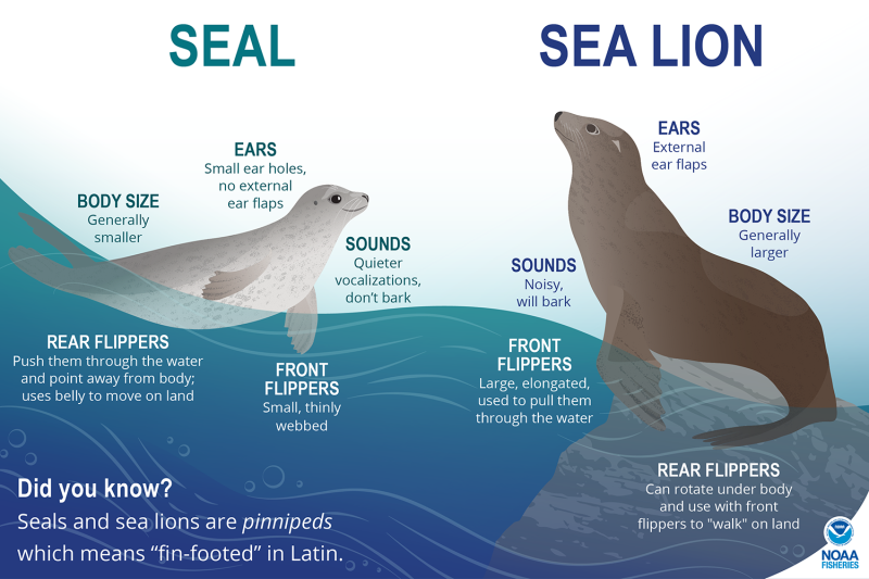 1500x1000-Seals-SeaLions-Infographic-edit.png