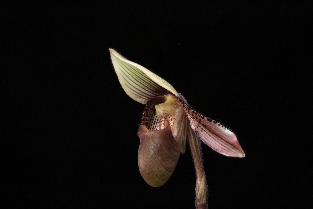 Paph%20ciliolare%20Pink1-2_zpskgdp6aqr.jpg