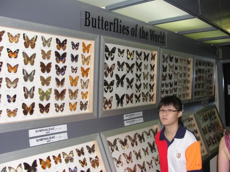 butterflyspecimen.jpg