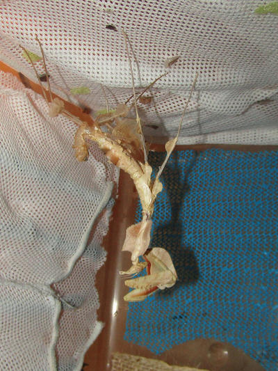 idolomantis_diabolica_after_molting_to_l8__by_alexandersmantids-d9bdsh5.jpg