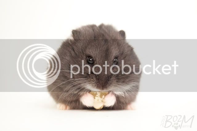 2010_01_11__BM__NomHamster__1.jpg