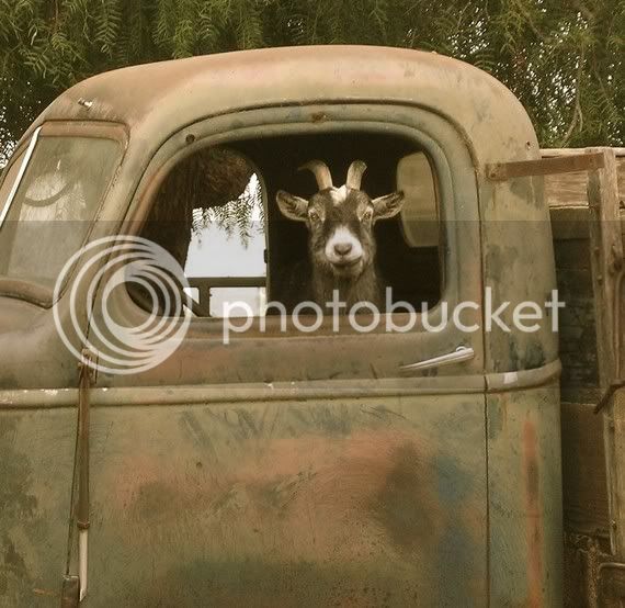 GoatTruck.jpg