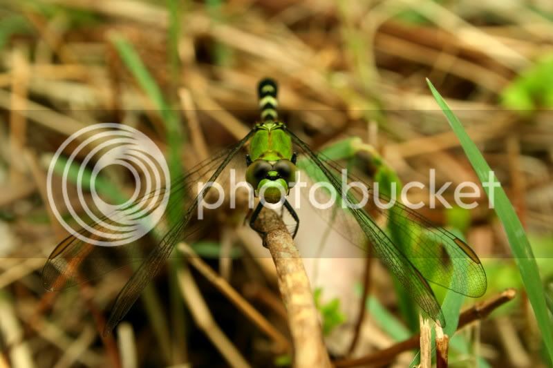 dragonflypic2.jpg