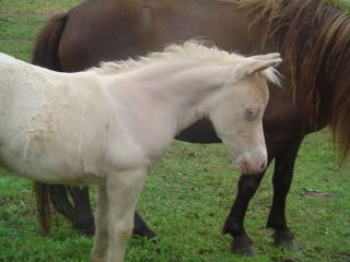 clippedfoals09004.jpg