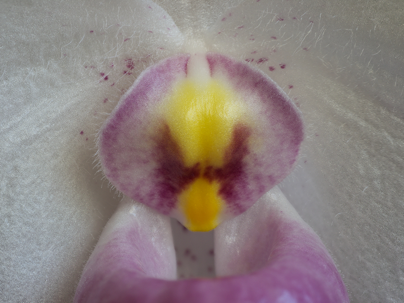 Paphiopedilum%20delenatii%2011.jpg