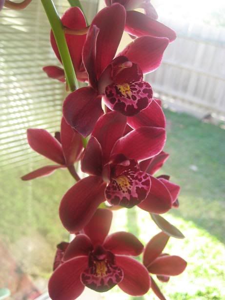 orchid023.jpg