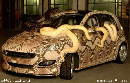 car_snake1.jpg