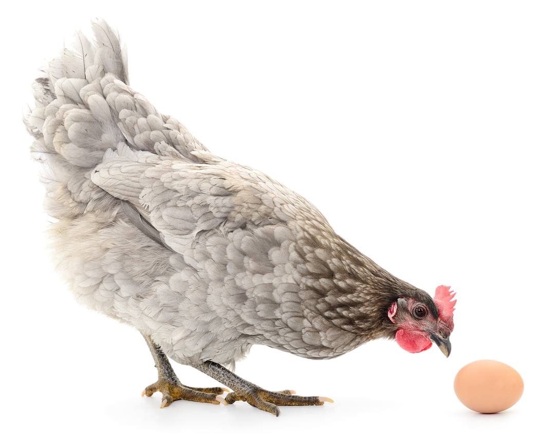 Egg-Eating-Hen.jpg