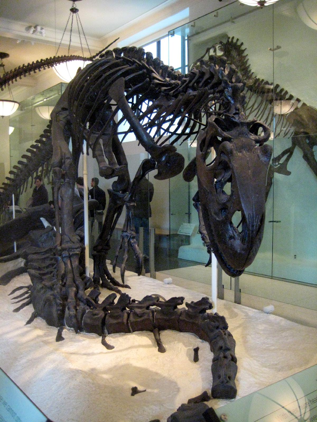 Allosaurus_skeleton_2.jpg