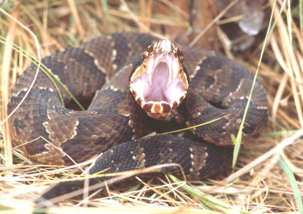 cottonmouth.jpg