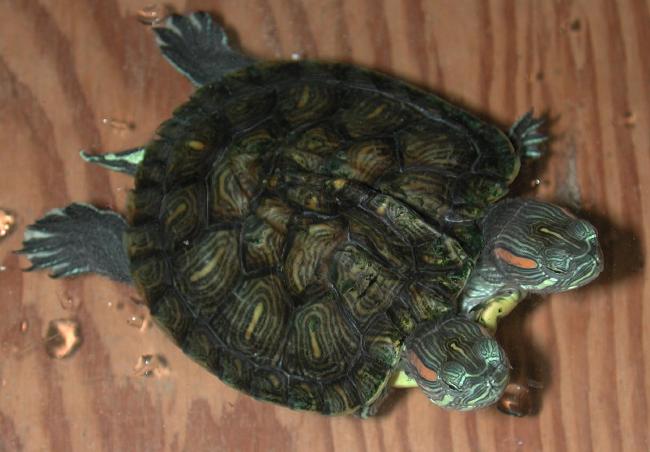 two-headed-turtle.jpg