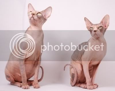 SphynxHairlessCatAlienEncounterCatt.jpg