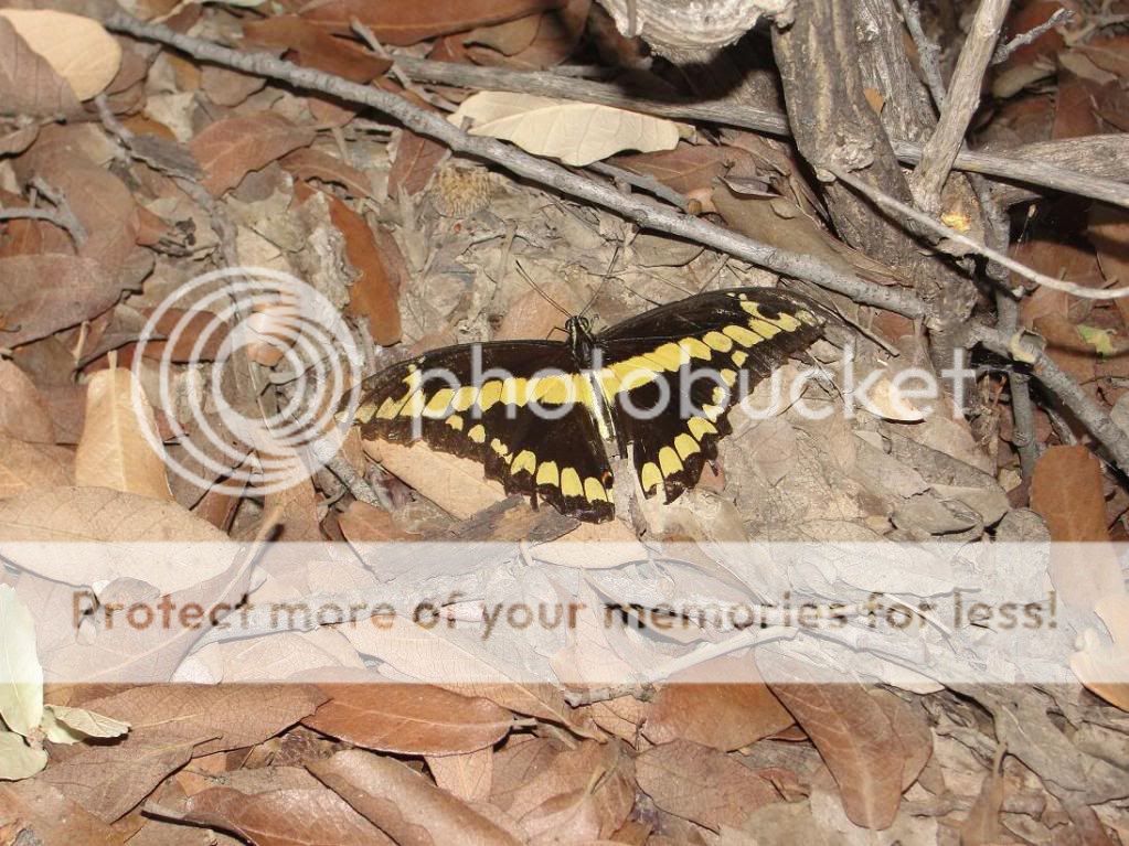 az020GiantSwallowtail.jpg
