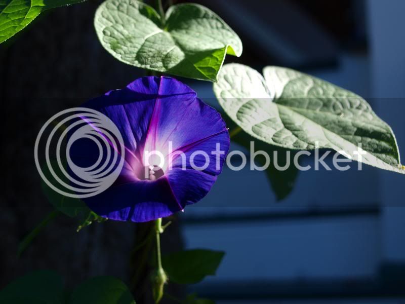 blueflower3.jpg