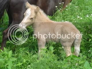 foals09037.jpg