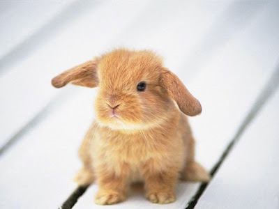 baby-rabbit2.jpg