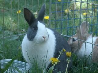 bunnies025.jpg