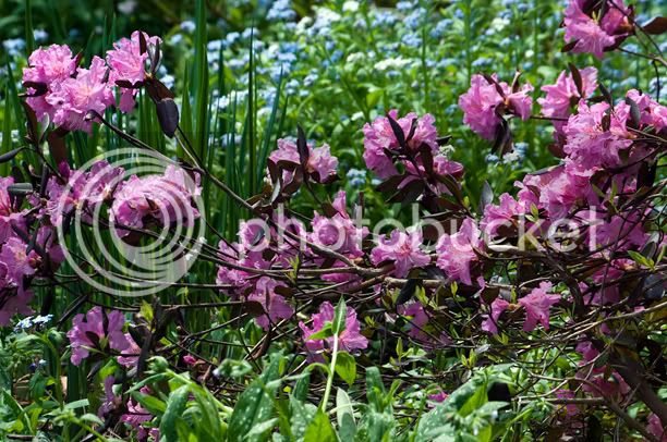 RhododendronMidnightRuby_web.jpg