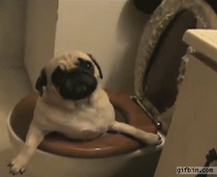 1332955728_pug_in_the_toilet.gif