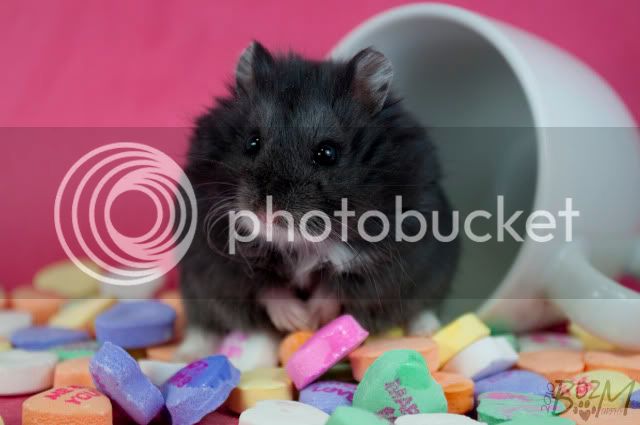 2010_01_21__BM__ValentineHamster__1.jpg