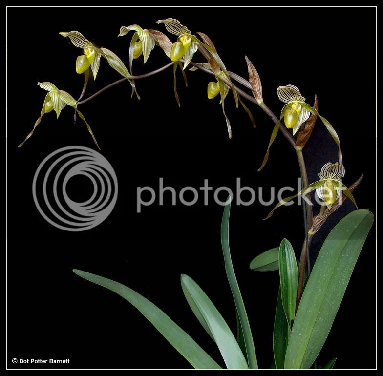 Paph_laevigatum-x-kolopakingii-v-to.jpg