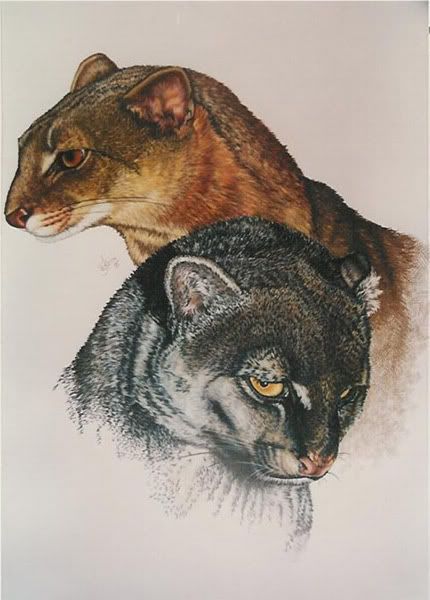 jaguarundi-Drawing-JPG.jpg