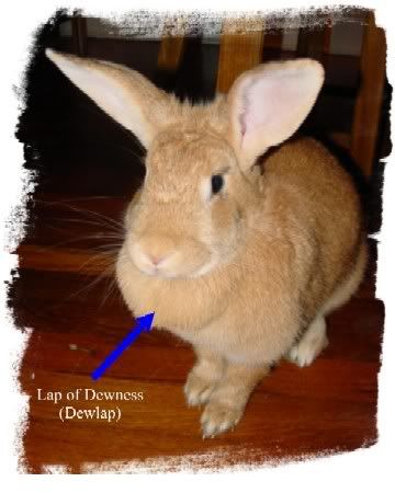 Dewlap.jpg