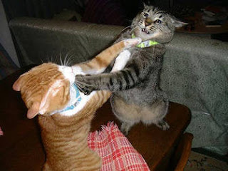 cat+fight.jpg