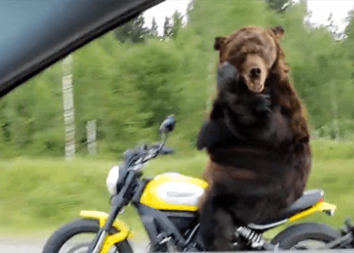 Bear-On-Motorcycle.jpg