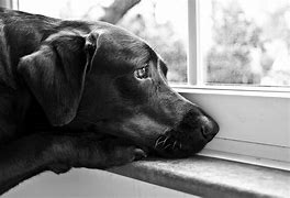 Image result for sad puppy looking out window