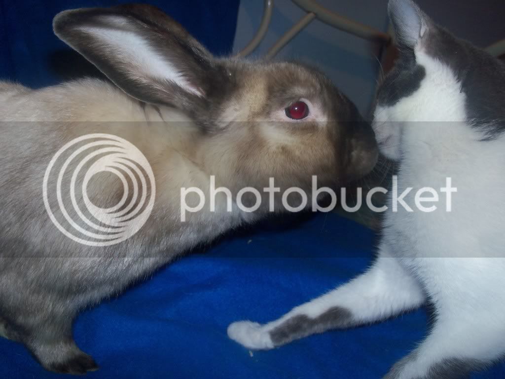 bunnies020-1.jpg