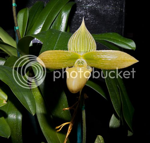 Paph_sukhakulii_abum_500_zpsc7c36132.jpg