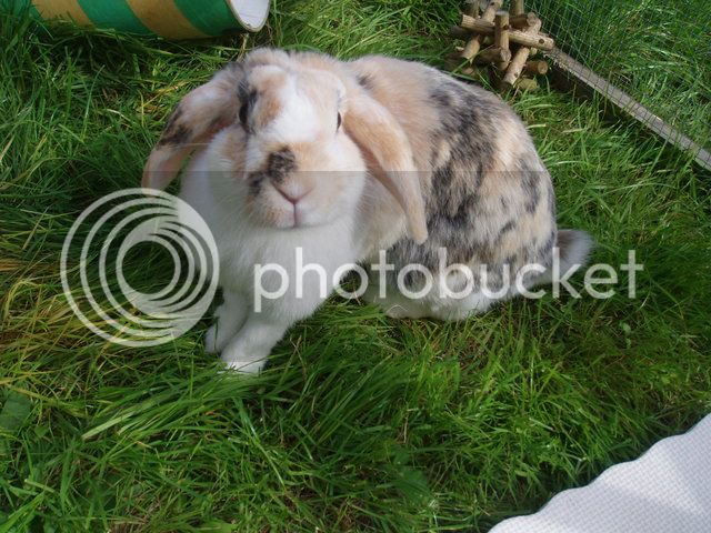 bunnies063.jpg