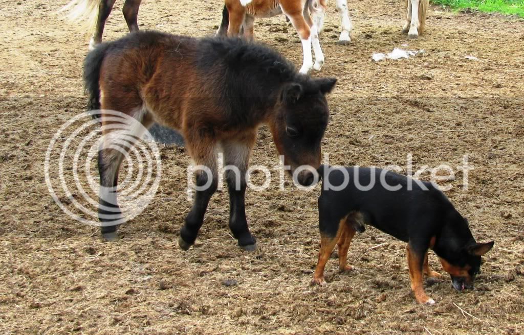 foals09-4005.jpg