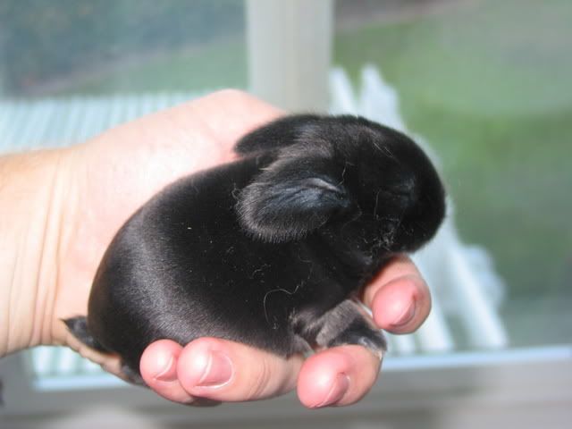 Bunniesday8.jpg