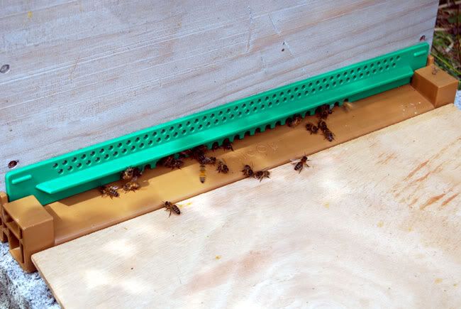 Bee-swarm.jpg