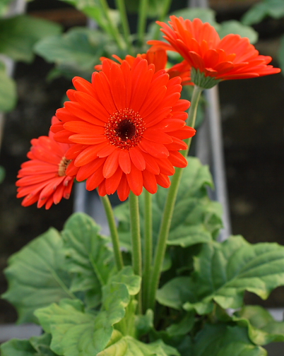 goofygerbera6.JPG