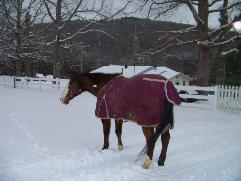 Snowhorses2011001.jpg