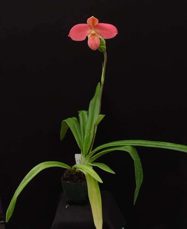 PhragPeruflorasCiriliaAlca-plant-82510.jpg