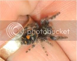 Phidippusaudax003.jpg