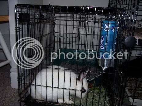 2Bunnies023.jpg