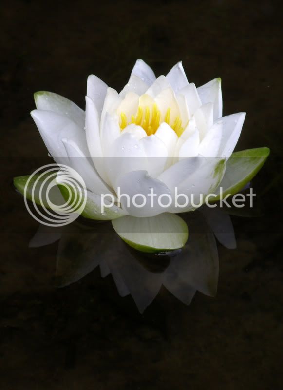 lilypadflower.jpg