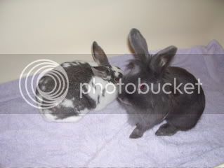 Bunnypictures-Leanne484.jpg