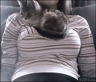 Kitten-naps-soft-chest.gif
